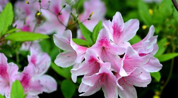 杜鹃花开花时间及生长特点解析（探寻杜鹃花开花规律）