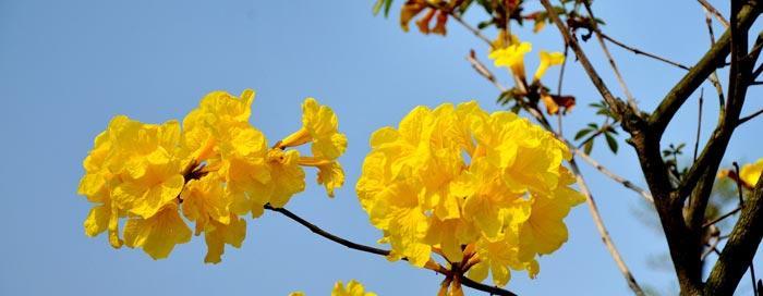 风铃木开花时间及其特点（探究风铃木花期）