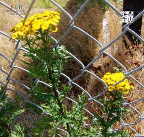 和平花开，世界共荣（以艾菊花语）