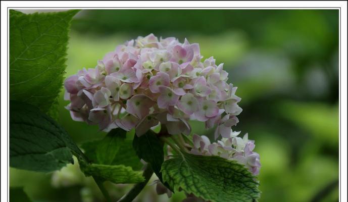 八仙花寓意与美好生活（绽放心灵的花朵——八仙花）