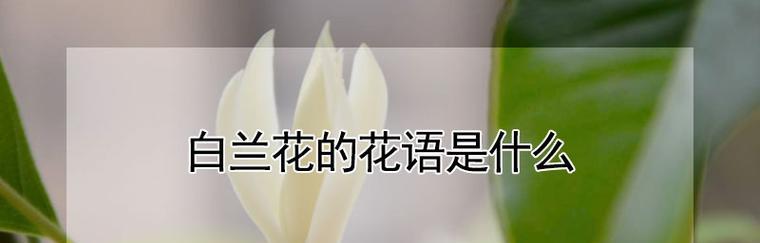 白兰花的花语与含义（探索白兰花的神秘语言）