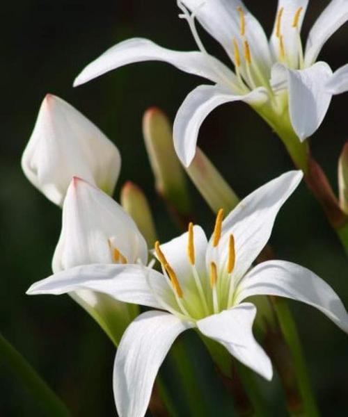 白色百合花的花语-美丽与纯洁的象征（追寻花海中的寂静与温暖）