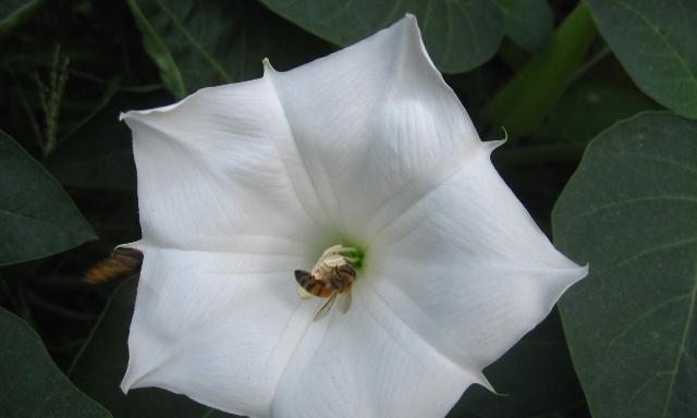 白色曼陀罗花的花语与传说（一朵神秘而纯洁的花——白色曼陀罗花）