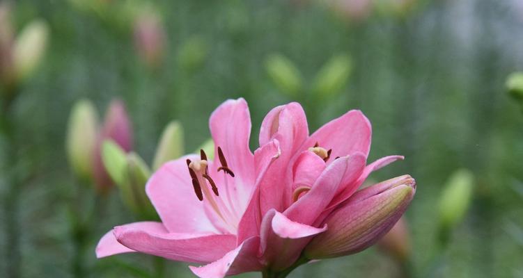 百合花的花语与意义（探究百合花的深刻寓意与象征）