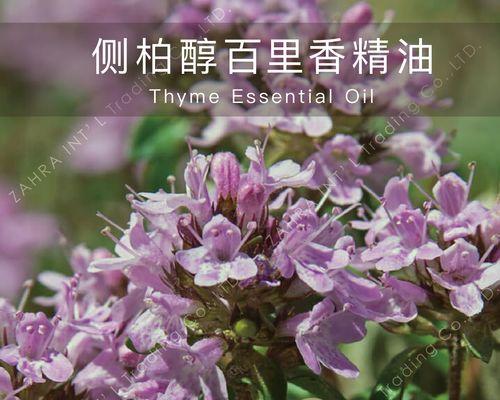 百里香花语（百里香花语的含义及其启示）