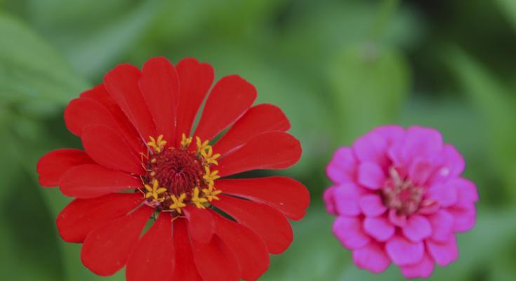 百日菊的花语与寓意（揭开百日菊的五彩秘密）