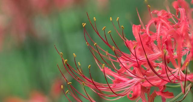 彼岸花（探寻彼岸花的花语与传奇）