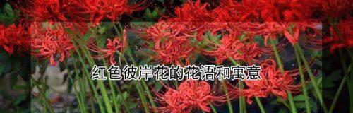 彼岸花——秋天的独特之花（曼妙绽放的彼岸花）