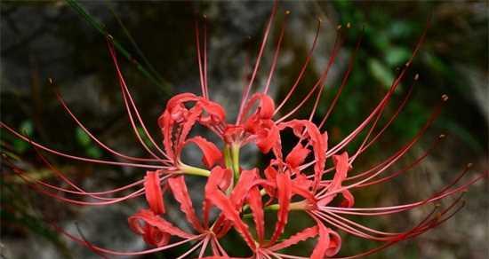 彼岸花花语大全——爱与希望的象征（彼岸花的花语解读及传承）