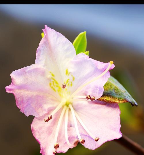 探秘金达莱花——斯里兰卡的国花（国花背后的故事和文化传承）