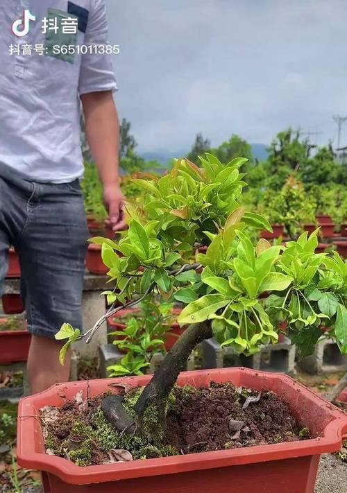 金弹子的种植条件与土壤选择（打造优质生长环境）