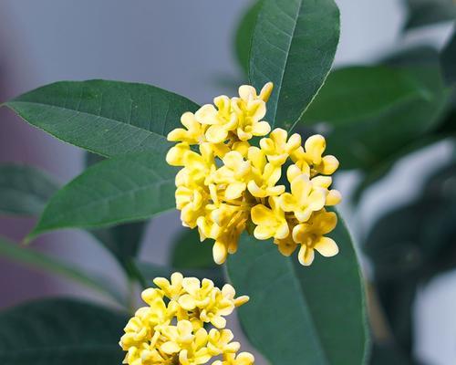 金桂开花的季节和时间（春寒料峭中的美丽花朵）