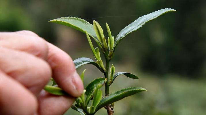 金骏眉采摘时间和收获季节（揭秘金骏眉茶叶生长周期）