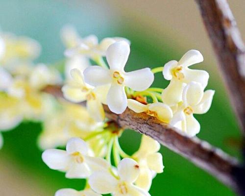 桂花之香（探寻桂花的花语）