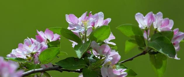 海棠花语和象征意义（探索海棠花的象征意义）