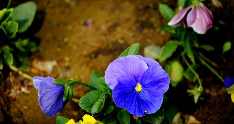 蝴蝶花花语（探寻蝴蝶花的意义与象征）