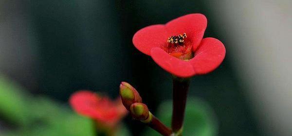 虎刺梅（以虎刺梅花语为窗）