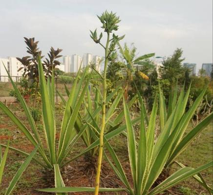 虎尾草的花语（揭示虎尾草花语的丰富内涵与意义）