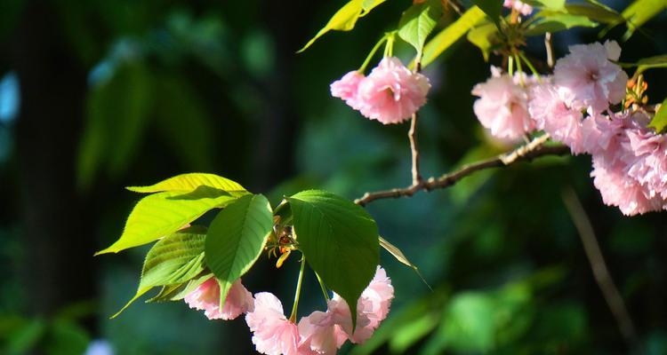 花开有情，以花语表达的暗恋（解读暗恋之花语）