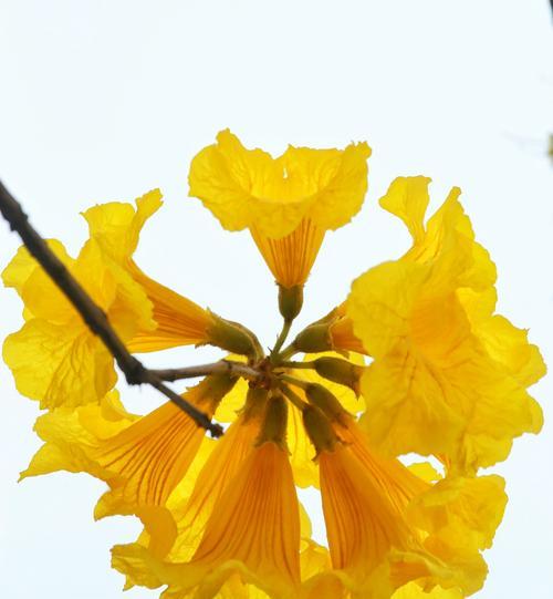 黄花风铃木的花语与象征意义（揭示黄花风铃木的花语与内涵）