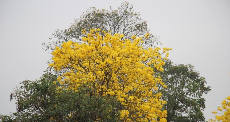 黄花风铃木的寓意与象征意义（传递希望与生命力的黄花风铃木）