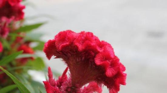 鸡冠花的花语及其意义（探索鸡冠花的花语）