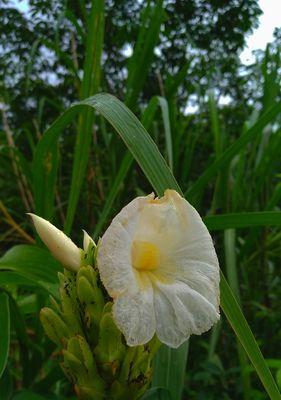 姜花花语与意义（探究姜花的花语）