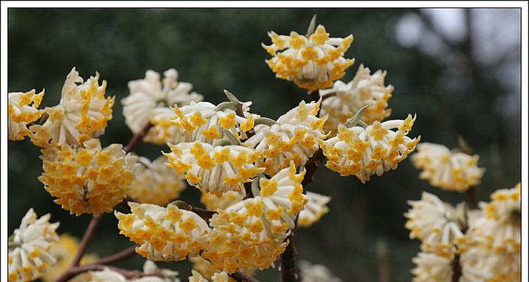 结香花（祥瑞之美）