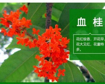 金桂花（传递美好祝福的金桂花语及寓意）