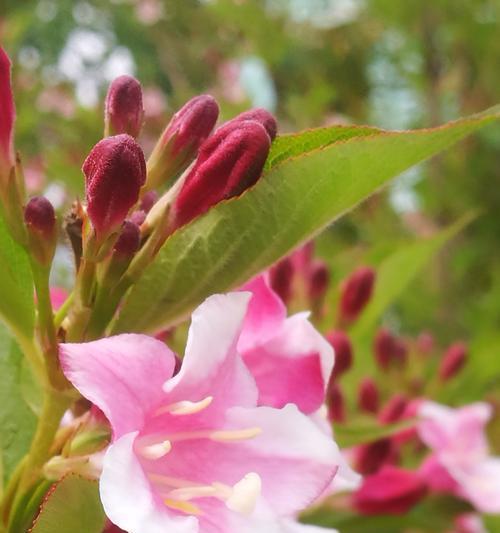 锦带花的花语（传递幸福与快乐的花束）