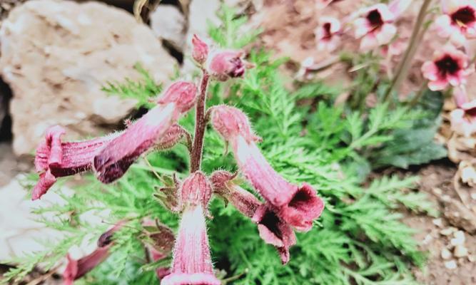 种植地黄花盆要点（轻松掌握地黄种植技巧）