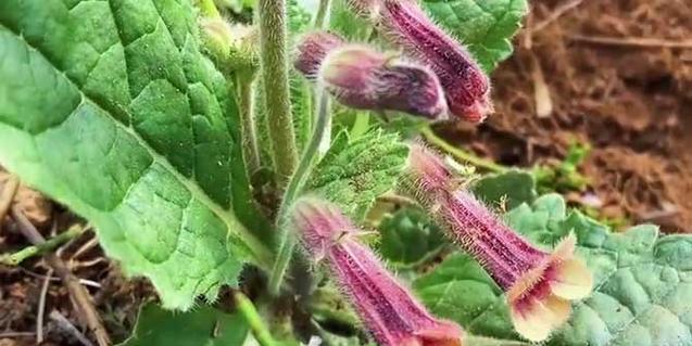 地黄的种植技巧及适应环境探究