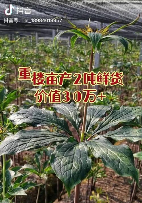 滇重楼种植条件与栽种环境要求（打造理想生长环境）