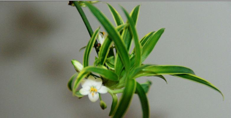 吊兰开花季节与花期（一年一次）