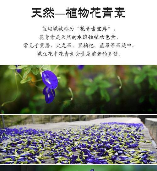 蝶豆花——一种多年生的美丽花卉（探究蝶豆花的生命特征及其养护技巧）