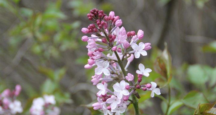 丁香花的生长特点及春天开花情况（了解丁香花的成长周期）