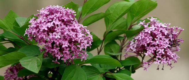 丁香花的冬季保护（冬天丁香花如何防止冻死）