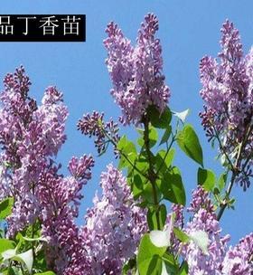 丁香花的冬日奇迹（探寻丁香花冬天开花的奥秘）