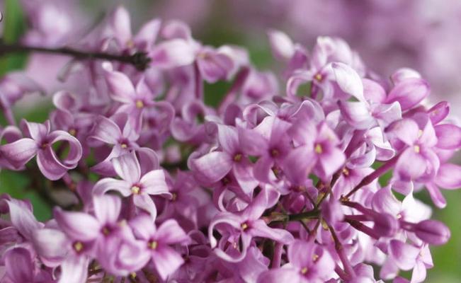 丁香花的开花时间和花期（每年春季的灵感之花）