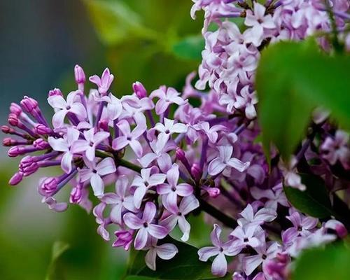 如何正确浇水丁香花（丁香花浇水的时间和方法）