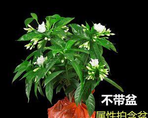 盆栽丁香花，轻松在家赏花（花香四溢的家庭盆栽——丁香花）