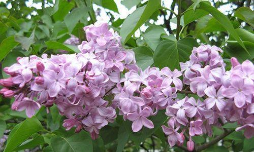 丁香花的种植与养护（从花盆到花园）