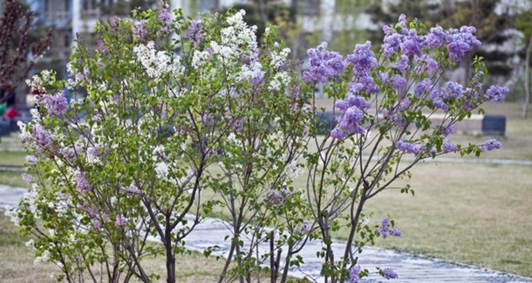 丁香花的冬季适应能力（耐寒极限及最佳生长温度）