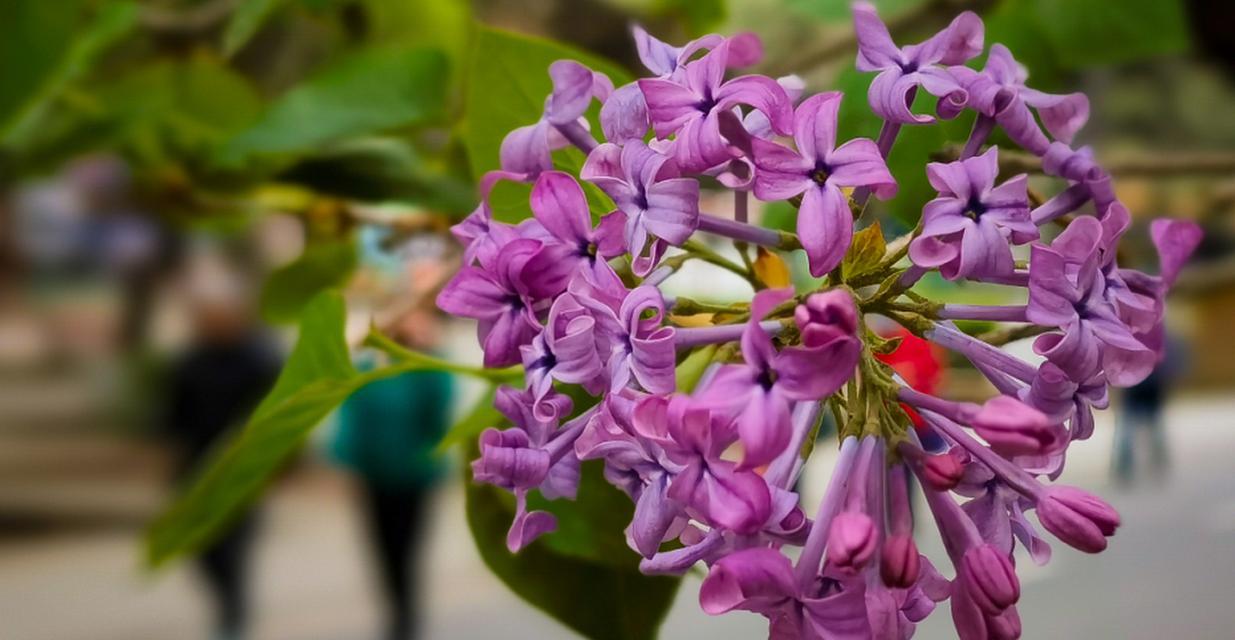 丁香花盛开的春夏季节（探秘丁香花的开放之美）