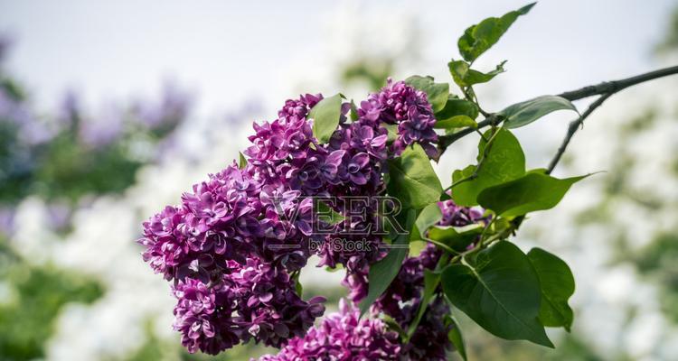 丁香花的开花时间、颜色及品种（探秘丁香花的花期、花色和变种）