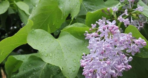 丁香花，法国的国花（探寻丁香花在法国的历史和文化价值）