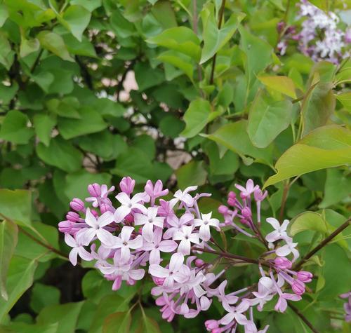 探寻丁香花的故乡（浙江省嘉兴市市花的文化底蕴）