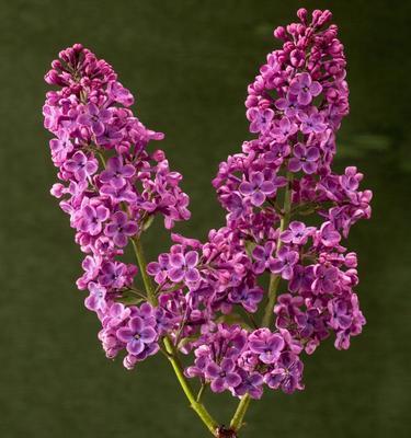 丁香花的开放时节和生长习性（揭秘丁香花的四季变化与开花特点）