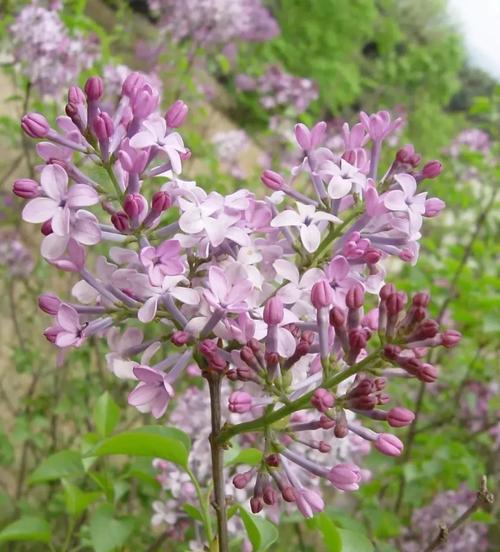 了解丁香花的形态和特征（了解丁香花的形态和特征）