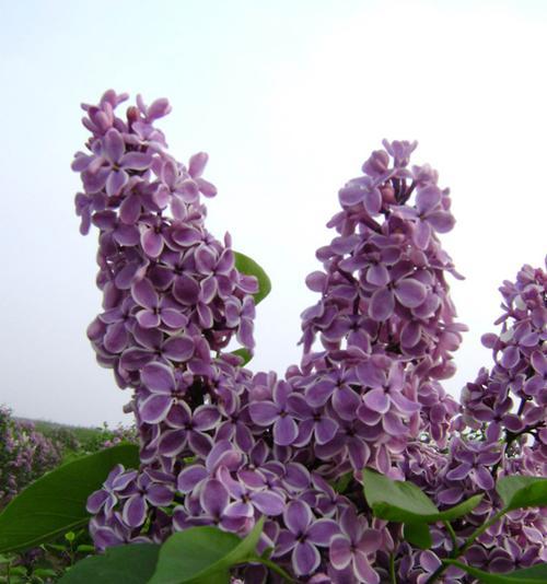 丁香花（揭开丁香花的真面目）